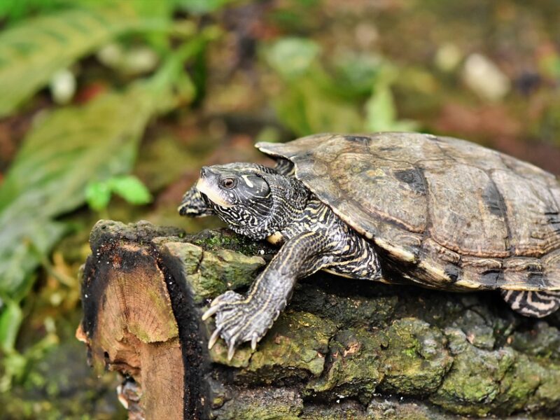 Jak wybrać dobre terrarium dla żółwia